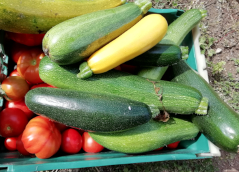 courgetteonbox