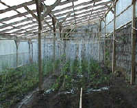 greenhouse e